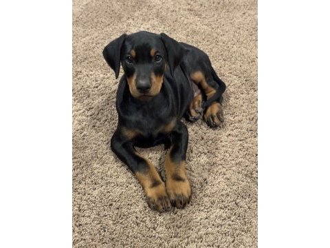 Şampiyon soy doberman