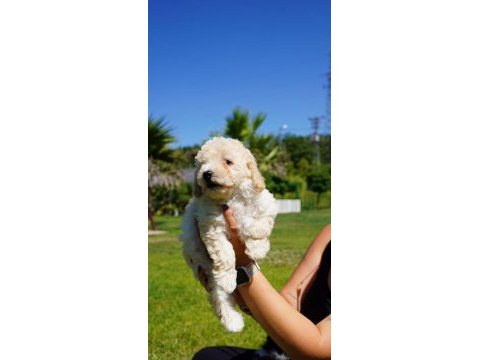 Akıllı ve tüy dökmeyen karakteriyle maltipoo yavrusu