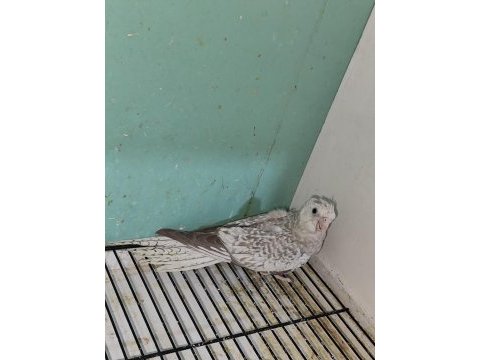 Yavru sultan papağanı