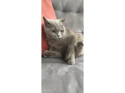 Scottish fold kedisi