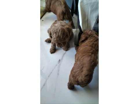 0 numara toy poodle