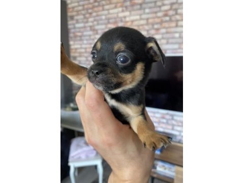 Pinscher varsa daha iyisi o da annesi