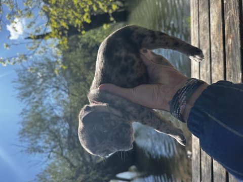 45 günlük safkan şecereli french bulldog yavrularımız