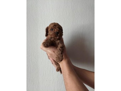 Ev ortamında bakılan kendi köpeğimizin yavrularıdır