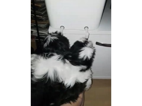 Shih tzu şecereli