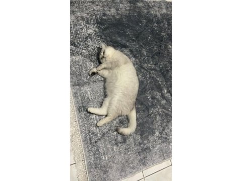 Kızımız scr li british shorthair