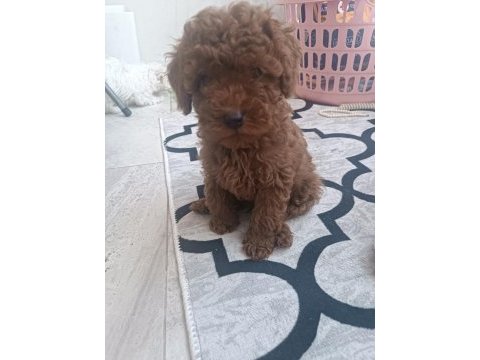 Oyuncu kore kan poodleler seni bekliyor