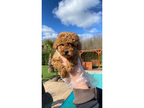 Red brown toy poodle yavruları istanbul