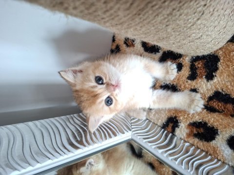 Safkan british shorthair yavrularımız (uygundur)