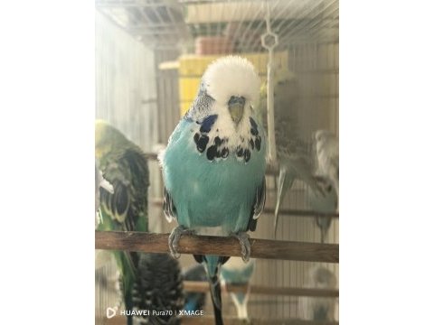 Damızlık ve genç erkek show ve jumbo kuşlar
