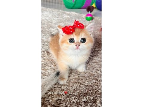 Saf kan golden british shorthair yavruları (wcf kayıtlı)