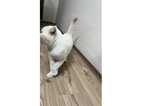 Exotic shorthair 4 yaşında