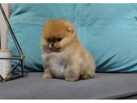 Teddy bear boo yavrular taksitle heryere gönderilir