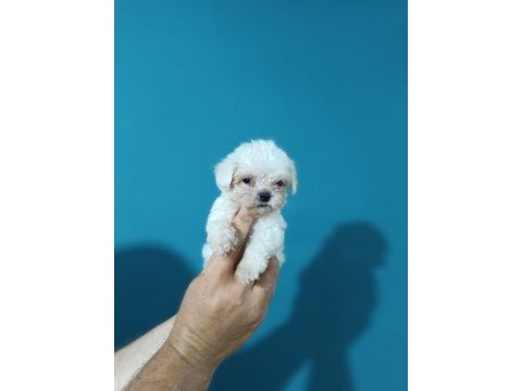 Maltese dişi erkek