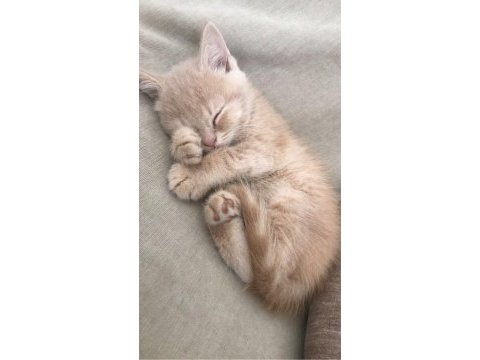 Yavru british shorthair kedimiz