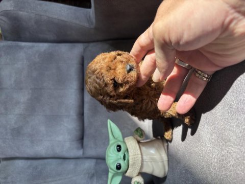 Teacup garantili toy poodle kızımız