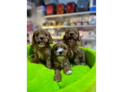 Biblo güzelliğinde saf kan teacup maltipoo yavrular 