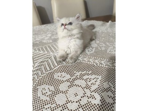 British longhair silver point
