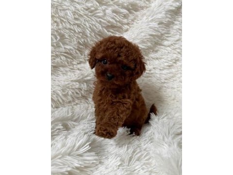 Biblo gibi poodle bebek