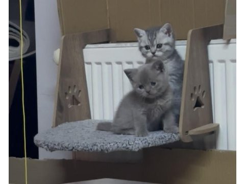 Eğitimli silver british yavrumuz dişi 4 aylık