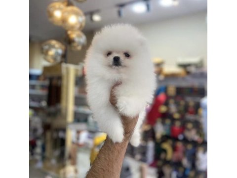 Ukrayna doğumlu pomeranian yavrular