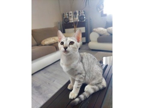Skotish fold ve british shorthair yavrular 3 aylık