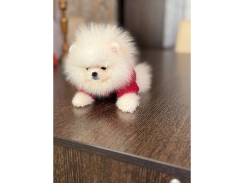 Teacup erkek pomeranian boo