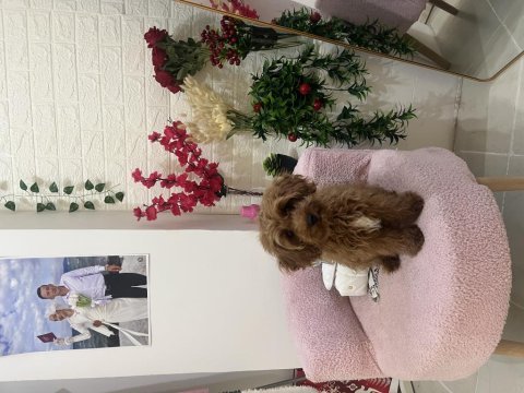 Sevimli köpeğimiz mocha