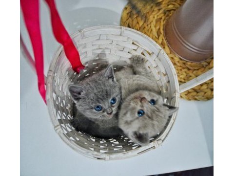 British shorthair yavru