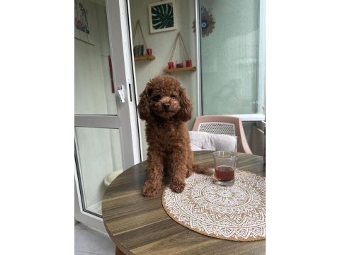 Kore poodle eşleşme