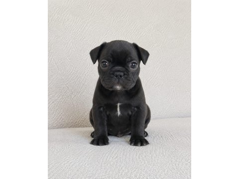 French bulldog bebekler