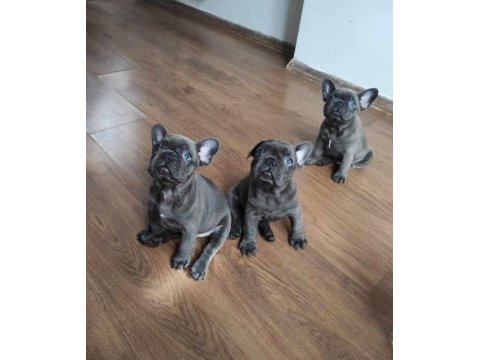 Top kalite blue french bulldog