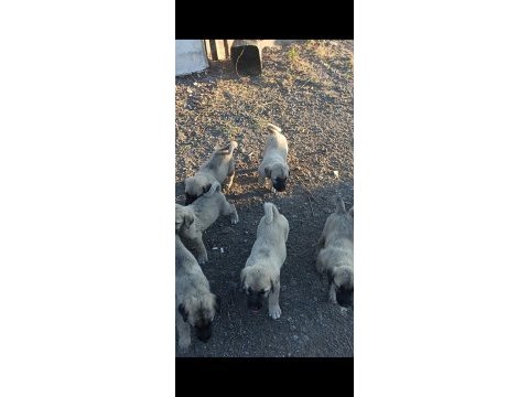 Kaliteli yavru köpekler