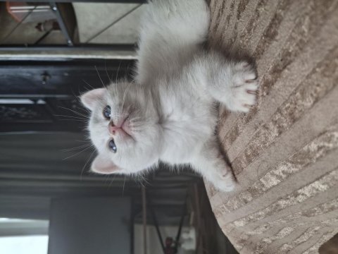 Safkan ve sevecen british shorthair bebişler