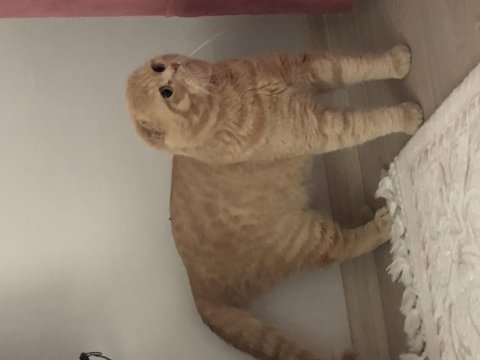 Devasa erkek scottish fold