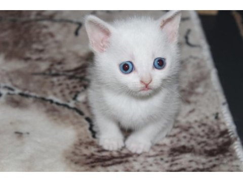 Mavi gözlü british shorthair yavrumuz