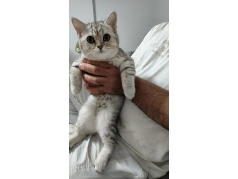 British shorthair yavru