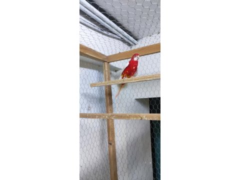Redbino dişi rozella damızlık