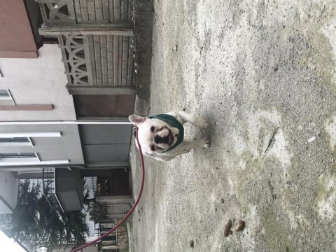 French bulldog 0 burun 0 kuyruk