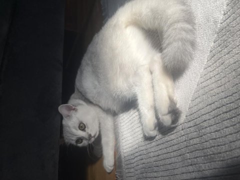 Silver shaded british shorthair