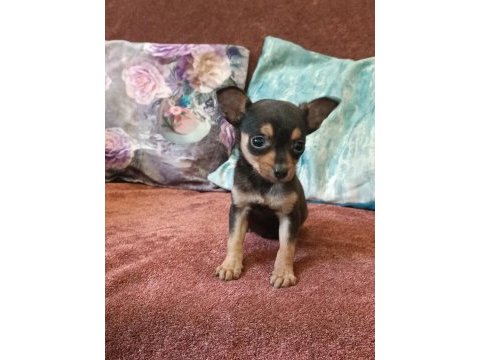 Mini pinscher yavrular
