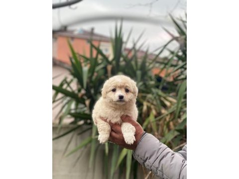 Maltipoo dişi ve erkek yavrularımız