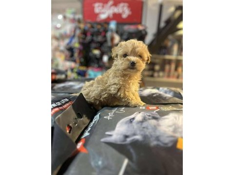 Efsane güzellikte hipoalerjenik teacup maltipoo