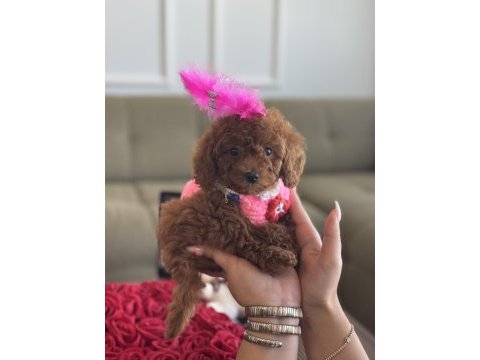 Micro poodle bebeğim luma