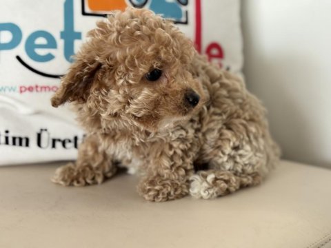 Petmode köpek çiftliğinde ziyarete açık maltipoo