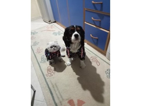 Cavalier king charles oğlumu sahiplendiriyorum