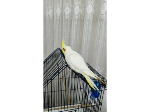 3 aylık sultan papağanı sağlıklı lutino tür