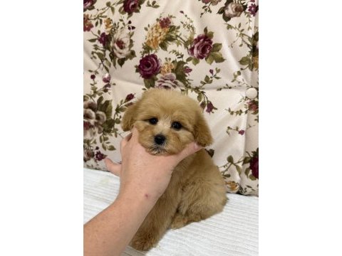 Üst düzey maltipoo oğlumuz