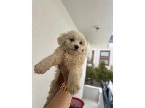 Maltipoo yavru 55 günlük