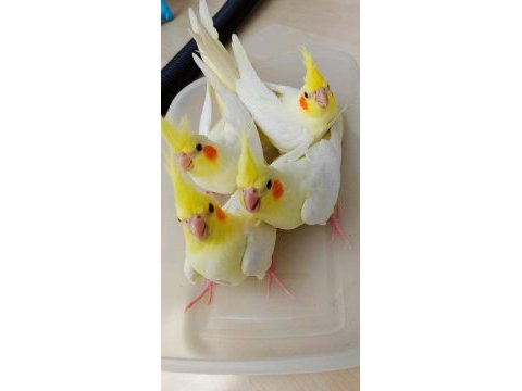 55 günlük sultan papağanı bebekler